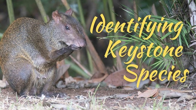 Keystone Species - Lessons from Nature